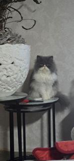 Perzische poes, Dieren en Toebehoren, Poes