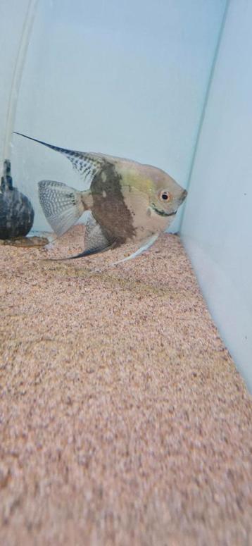 Grote xl gohst maanvis beschikbaar voor biedingen