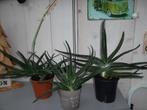 Kamerplanten, Minder dan 100 cm, Halfschaduw, Ophalen, Groene kamerplant