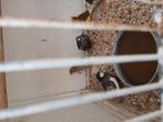 Chinese dwerg kwartels, Dieren en Toebehoren, Vogels | Overige Vogels, Meerdere dieren, Tropenvogel