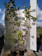Corylus avelana – Hazelaar – eetbaar – voedselbos, Halfschaduw, 100 tot 250 cm, Ophalen of Verzenden, Winter