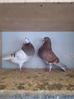 2 jonge gaditano doffers van 25, Vrouwelijk, Postduif