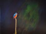 ijsvogel #kingfisher, Antiek en Kunst, Ophalen of Verzenden