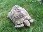 Stigmochelys pardalis, 11 jaar of ouder, Schildpad