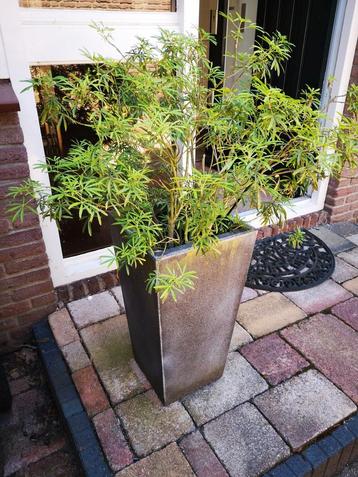 Diverse plantenbakken, plantpotten beschikbaar voor biedingen