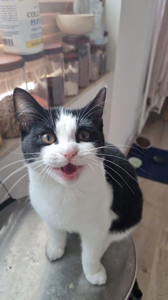 Cat_katten_gratis, Dieren en Toebehoren, Katten en Kittens | Overige Katten, Poes