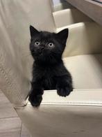 Britse korthaar kittens geboren op 31-08-2025 !!Laatste!!, Dieren en Toebehoren, Katten en Kittens | Raskatten | Korthaar, Meerdere dieren