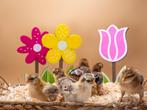 Bielefelder groot baby kuikens hennetjes, gesekst en ingeënt, Dieren en Toebehoren, Pluimvee, Vrouwelijk, Kip