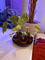 Monstera thai constellation Actie!!!!, Overige soorten, Minder dan 100 cm, Groene kamerplant, Halfschaduw
