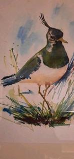 Aquarel kiviet in lijst 40x50, Ophalen of Verzenden