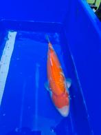 Kohaku te koop AANBIEDING!!, Karper of Koi