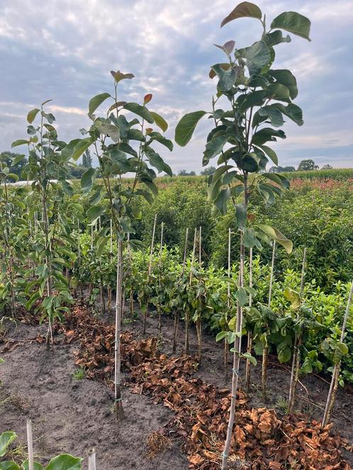 Bijzondere magnolia soorten, Tuin en Terras, Planten | Bomen, Overige soorten, 250 tot 400 cm, Halfschaduw, Lente, Ophalen of Verzenden