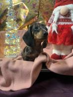 Dwergteckel pups, Dieren en Toebehoren, Parvo, 8 tot 15 weken, Korthaar, Dwerg