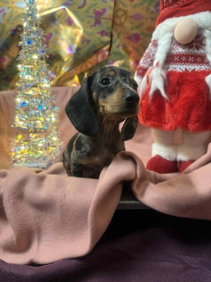 Dwergteckel pups, Dieren en Toebehoren, Honden | Teckels en Dashonden, Meerdere dieren, Korthaar, Dwerg, Particulier, Meerdere