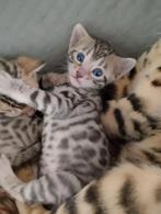 Mooi Bengal kittens, Dieren en Toebehoren, 0 tot 2 jaar