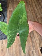 Alocasia zebrina black stem variegata, Ophalen, Overige soorten, Minder dan 100 cm