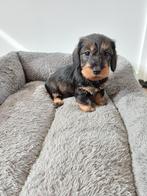 Super leuke Ruwhaar Dwerg Teckel pups, Dieren en Toebehoren, CDV (hondenziekte), 8 tot 15 weken, Dwerg, Meerdere dieren