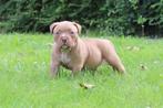 American Bully Pups 8 weken, Overige rassen, CDV (hondenziekte), 8 tot 15 weken, Meerdere