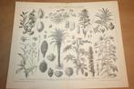 Antieke prent - Oliehoudende planten - Ca 1885 !!, Gebruikt, Ophalen of Verzenden, Voor 1940