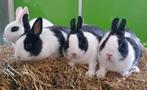 Jonge kleurdwerg konijnen, Dieren en Toebehoren, Mannelijk, Klein, 0 tot 2 jaar