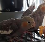 Jonge valkparkiet, Dieren en Toebehoren, Vogels | Parkieten en Papegaaien, Geslacht onbekend, Parkiet, Tam