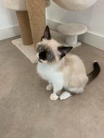 Siamese kittens te koop, Dieren en Toebehoren, Katten en Kittens | Overige Katten, Meerdere dieren, 0 tot 2 jaar