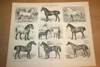 Antieke prent - Paarden rassen - Circa 1885 !!, Gebruikt, Ophalen of Verzenden, Voor 1940
