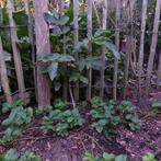 Jonge notenboom ca. 35/60 cm,  Juglans regia ‘Lange van Lod, Ophalen of Verzenden, Lente, Volle zon, Overige soorten