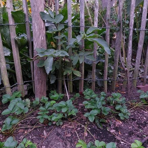 Jonge notenboom ca. 35/60 cm,  Juglans regia ‘Lange van Lod, Tuin en Terras, Planten | Bomen, Overige soorten, Volle zon, Lente