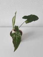 Syngonium variegata, Huis en Inrichting, Kamerplanten, Overige soorten, Minder dan 100 cm, Groene kamerplant, Halfschaduw