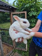 Konijn, Mannelijk, Middelgroot, 0 tot 2 jaar