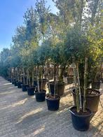 Groenblijvende steeneik (Quercus ilex) 3 stammig te koop!!!, 100 tot 250 cm, Zomer, Volle zon, In pot