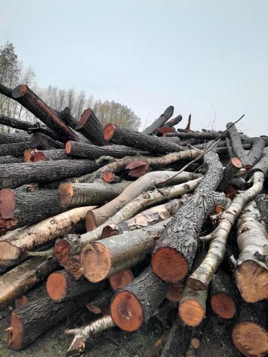 Elzen en Beuken stammen, Tuin en Terras, Haardhout, Ophalen of Verzenden