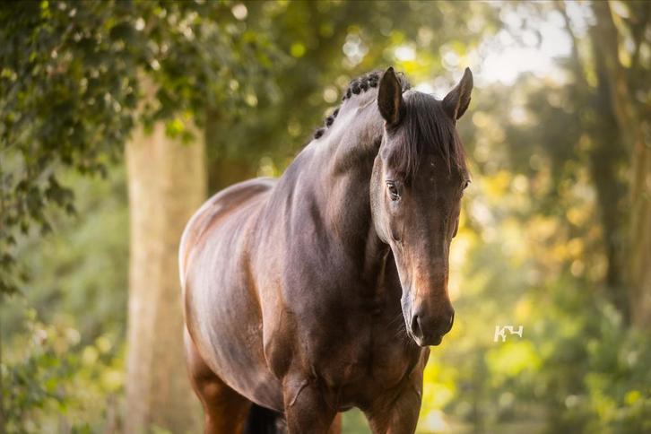Mega lieve 11- jarige ruin (Ferdinand x Ekstein) te koop, Dieren en Toebehoren, Paarden, Ruin, M, 170 tot 175 cm, 11 jaar of ouder