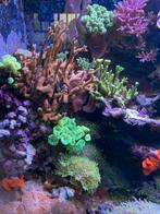 Zeeaquarium stekken, Dieren en Toebehoren, Vissen | Aquariumvissen