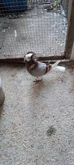 Te koop sierduiven Oudhollands kapucijnen duiven, Dieren en Toebehoren, Vogels | Duiven, Vrouwelijk, Overige soorten