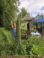 Echium pininana zakje 25 zaden €3,50, Ophalen of Verzenden, Voorjaar, Volle zon