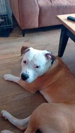 Amerikaanse Bully van 8 maanden, Dieren en Toebehoren, Honden | Bulldogs, Pinschers en Molossers, Rabiës (hondsdolheid), 15 weken tot 1 jaar