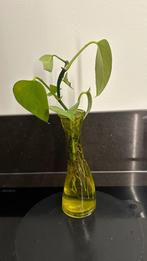 Scindapsus, Ophalen, Overige soorten, Halfschaduw, Minder dan 100 cm