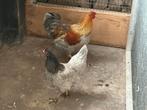 Wyandotte hennen en haan, Dieren en Toebehoren, Pluimvee, Meerdere dieren, Kip