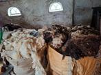 Schapenwol, Dieren en Toebehoren, Januari, Vrouwelijk