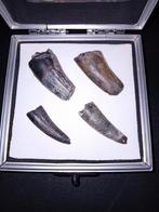 Suchomimus tanden, Ophalen of Verzenden, Mineraal
