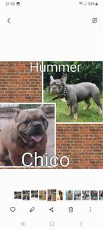 franse bulldog 2 x dekreu stamboom blueredfawn-blue tan, Rabiës (hondsdolheid), Reu, 1 tot 2 jaar, Meerdere