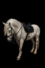 Grote, Betrouwbare en stevige 13 jarige ruin, Dieren en Toebehoren, Gechipt, B, Ruin, 160 tot 165 cm