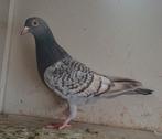 Koppel kleurpostduiven, Dieren en Toebehoren, Vogels | Duiven, Meerdere dieren, Postduif