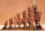Beuken fagus sylvatica Groen en Rood, Ophalen, Beukenhaag, Haag, 100 tot 250 cm