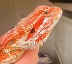 Mooie rood gekleurde baardagaam jonkies, Dieren en Toebehoren, Hagedis, 0 tot 2 jaar