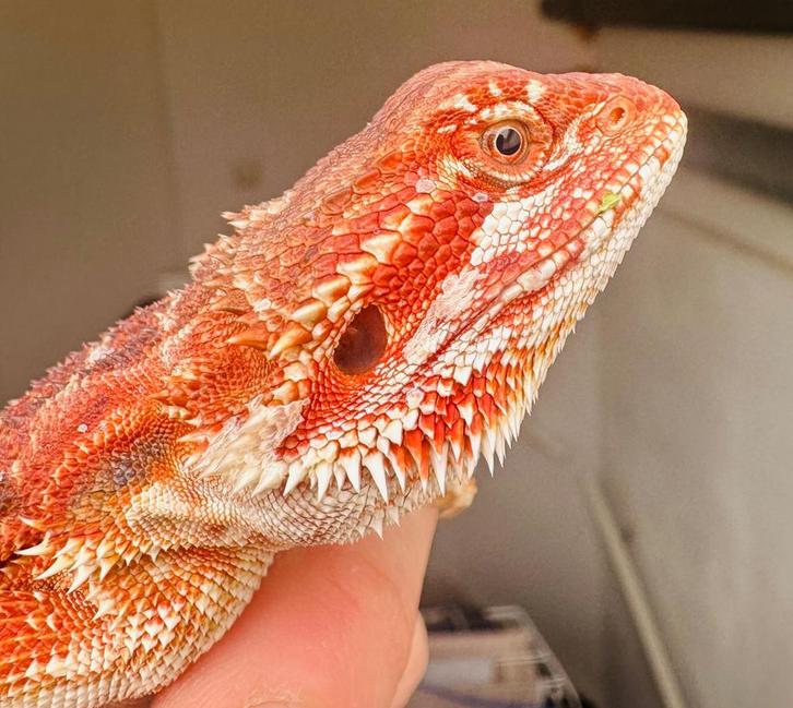 Mooie rood gekleurde baardagaam jonkies, Dieren en Toebehoren, Reptielen en Amfibieën, Hagedis, 0 tot 2 jaar