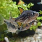 Capoeta oligolepis, Vis