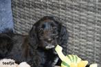Sportieve springer spaniel x labradoodle pups., Nederland, Parvo, Overige rassen, 8 tot 15 weken